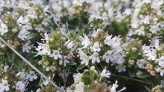 Thymus kotschyanus