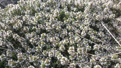 Thymus kotschyanus