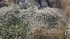Thymus kotschyanus