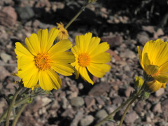 Geraea canescens