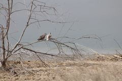 Streptopelia decaocto