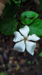 Rosenbergiodendron densiflorum