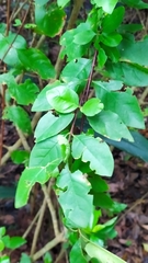 Rosenbergiodendron densiflorum