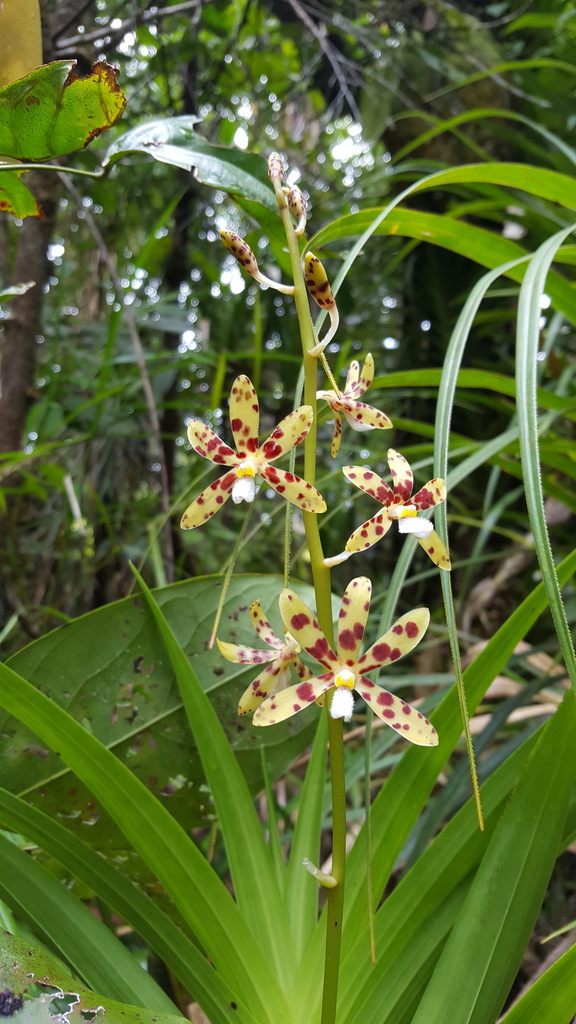 Dipodium freycinetioides Fukuy.