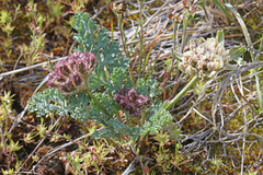 Vesper purpurascens