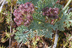 Vesper purpurascens