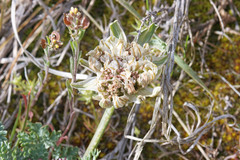 Vesper purpurascens