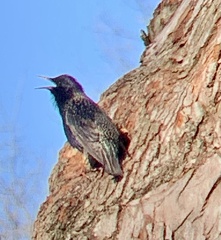 Sturnus vulgaris