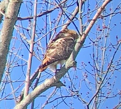 Buteo jamaicensis