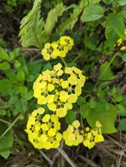 Stigmaphyllon floribundum