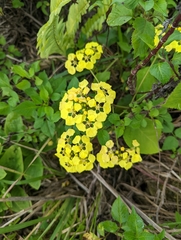 Stigmaphyllon floribundum