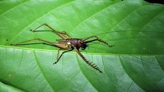 Listroscelidinae