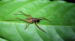 Listroscelidinae