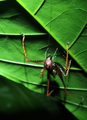 Listroscelidinae
