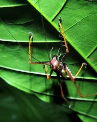 Listroscelidinae