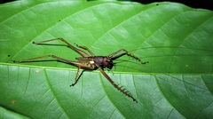 Listroscelidinae