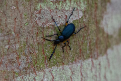 Prostenus