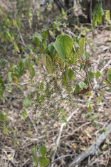 Anredera ramosa