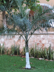 Pseudophoenix sargentii