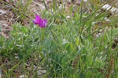 Lathyrus brachycalyx