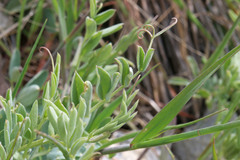 Lathyrus brachycalyx