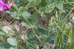 Lathyrus brachycalyx