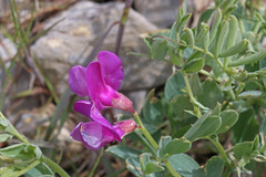 Lathyrus brachycalyx