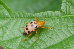 Podontia quatuordecimpunctata