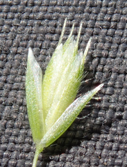 Koeleria gerardii