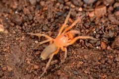 Caponia