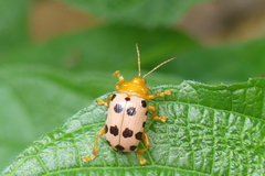Podontia quatuordecimpunctata