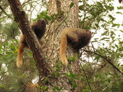 Callicebus nigrifrons
