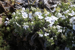 Phlox hoodii canescens