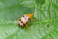 Podontia quatuordecimpunctata