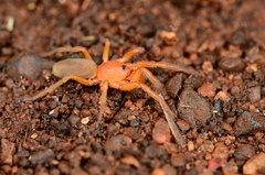 Caponia