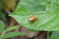 Podontia quatuordecimpunctata