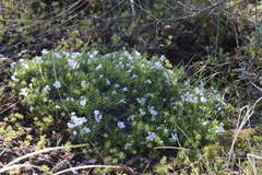 Phlox hoodii canescens
