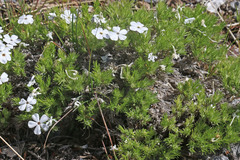 Phlox hoodii canescens