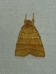 Pyreferra citrombra