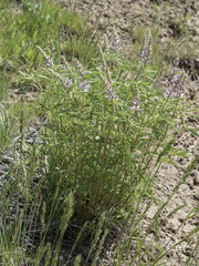 Lupinus caudatus caudatus