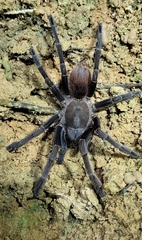 Proshapalopus multicuspidatus