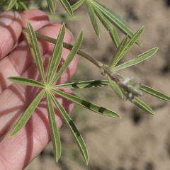 Lupinus caudatus caudatus