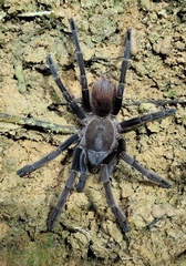 Proshapalopus multicuspidatus