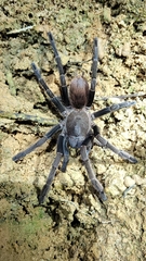 Proshapalopus multicuspidatus