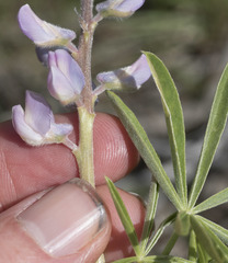Lupinus caudatus caudatus