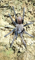 Proshapalopus multicuspidatus