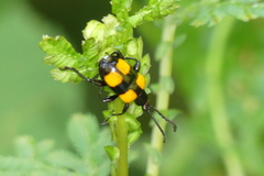 Lilioceris quadripustulata