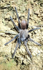 Proshapalopus multicuspidatus