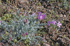 Phlox longifolia longifolia