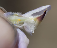 Lupinus caudatus caudatus